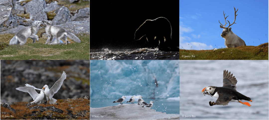 船包船环岛航程(2025720-2586)新葡京再次扬帆圆梦北极 北极斯瓦尔巴群岛帆(图23) 船包船环岛航程(2025720-2586)新葡京再次扬帆圆梦北极 北极斯瓦尔巴群岛帆(图23)