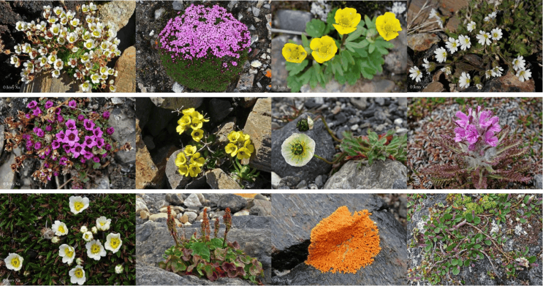 船包船环岛航程(2025720-2586)新葡京再次扬帆圆梦北极 北极斯瓦尔巴群岛帆(图24) 船包船环岛航程(2025720-2586)新葡京再次扬帆圆梦北极 北极斯瓦尔巴群岛帆(图24)