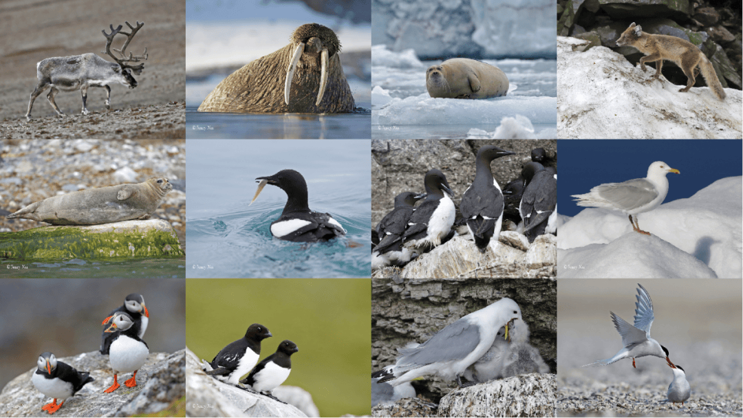 船包船环岛航程(2025720-2586)新葡京再次扬帆圆梦北极 北极斯瓦尔巴群岛帆(图28) 船包船环岛航程(2025720-2586)新葡京再次扬帆圆梦北极 北极斯瓦尔巴群岛帆(图28)