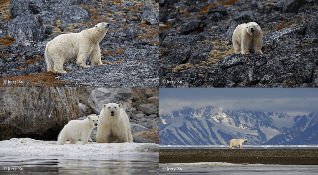 船包船环岛航程(2025720-2586)新葡京再次扬帆圆梦北极 北极斯瓦尔巴群岛帆(图35) 船包船环岛航程(2025720-2586)新葡京再次扬帆圆梦北极 北极斯瓦尔巴群岛帆(图35)