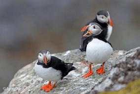 船包船环岛航程（2025720-2586）新葡京再次扬帆圆梦北极 北极斯瓦尔巴群岛帆(图5)