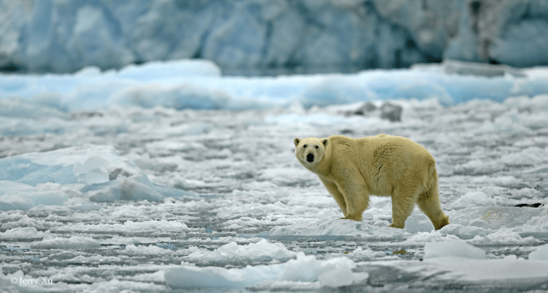 船包船环岛航程(2025720-2586)新葡京再次扬帆圆梦北极 北极斯瓦尔巴群岛帆(图7) 船包船环岛航程(2025720-2586)新葡京再次扬帆圆梦北极 北极斯瓦尔巴群岛帆(图7)