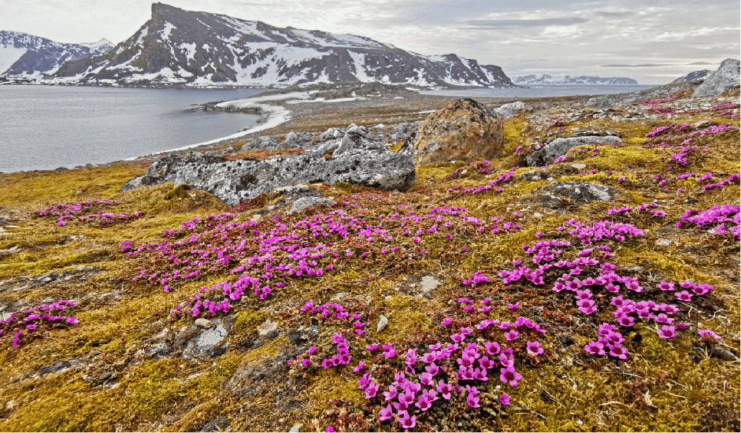 船包船环岛航程(2025720-2586)新葡京再次扬帆圆梦北极 北极斯瓦尔巴群岛帆(图8) 船包船环岛航程(2025720-2586)新葡京再次扬帆圆梦北极 北极斯瓦尔巴群岛帆(图8)