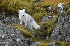 船包船环岛航程(2025720-2586)新葡京再次扬帆圆梦北极 北极斯瓦尔巴群岛帆(图14) 船包船环岛航程(2025720-2586)新葡京再次扬帆圆梦北极 北极斯瓦尔巴群岛帆(图14)