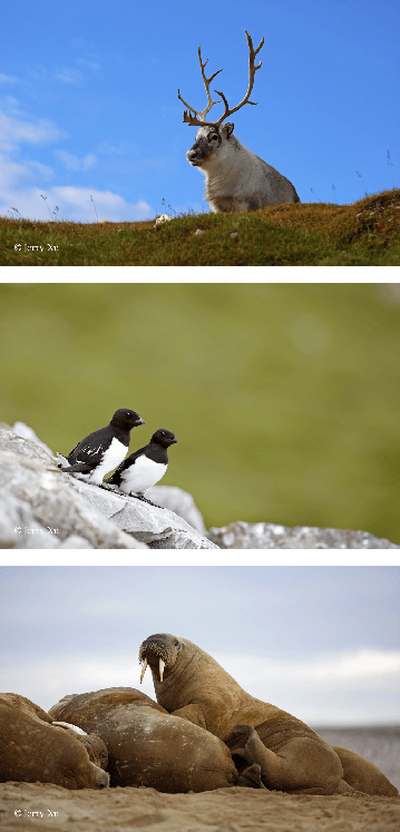 船包船环岛航程(2025720-2586)新葡京再次扬帆圆梦北极 北极斯瓦尔巴群岛帆(图20) 船包船环岛航程(2025720-2586)新葡京再次扬帆圆梦北极 北极斯瓦尔巴群岛帆(图20)