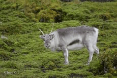 船包船环岛航程(2025720-2586)新葡京再次扬帆圆梦北极 北极斯瓦尔巴群岛帆(图18) 船包船环岛航程(2025720-2586)新葡京再次扬帆圆梦北极 北极斯瓦尔巴群岛帆(图18)